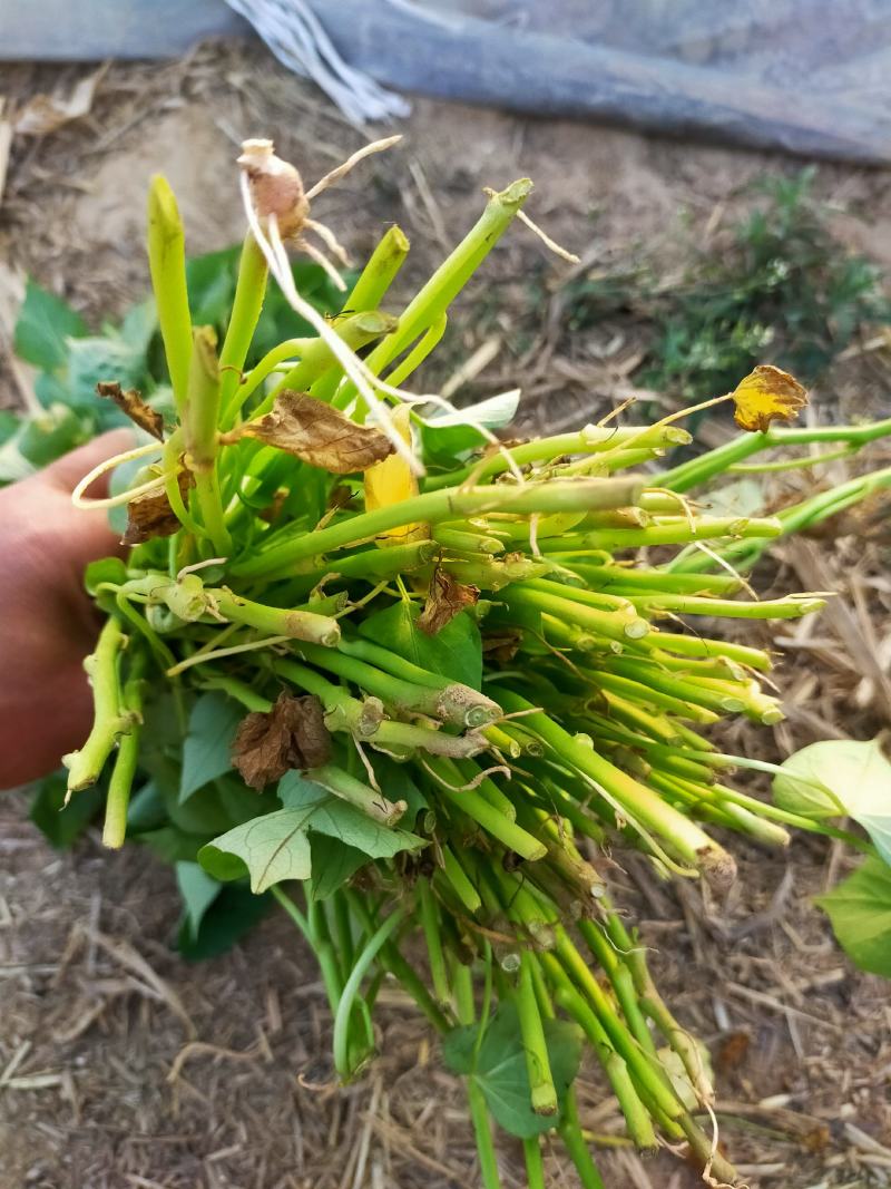 大量出售脱毒红薯苗