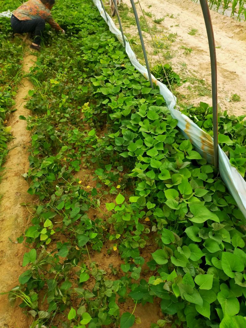 大量出售脱毒红薯苗