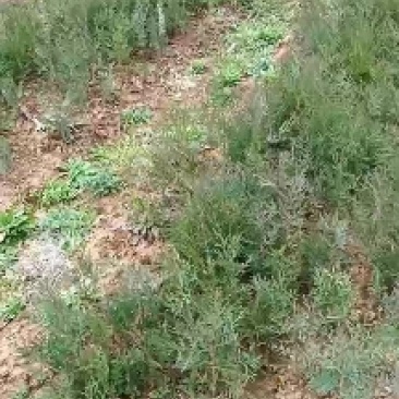 柏树耐寒成活率高，一手货源，大量出售，欢迎新老客户。