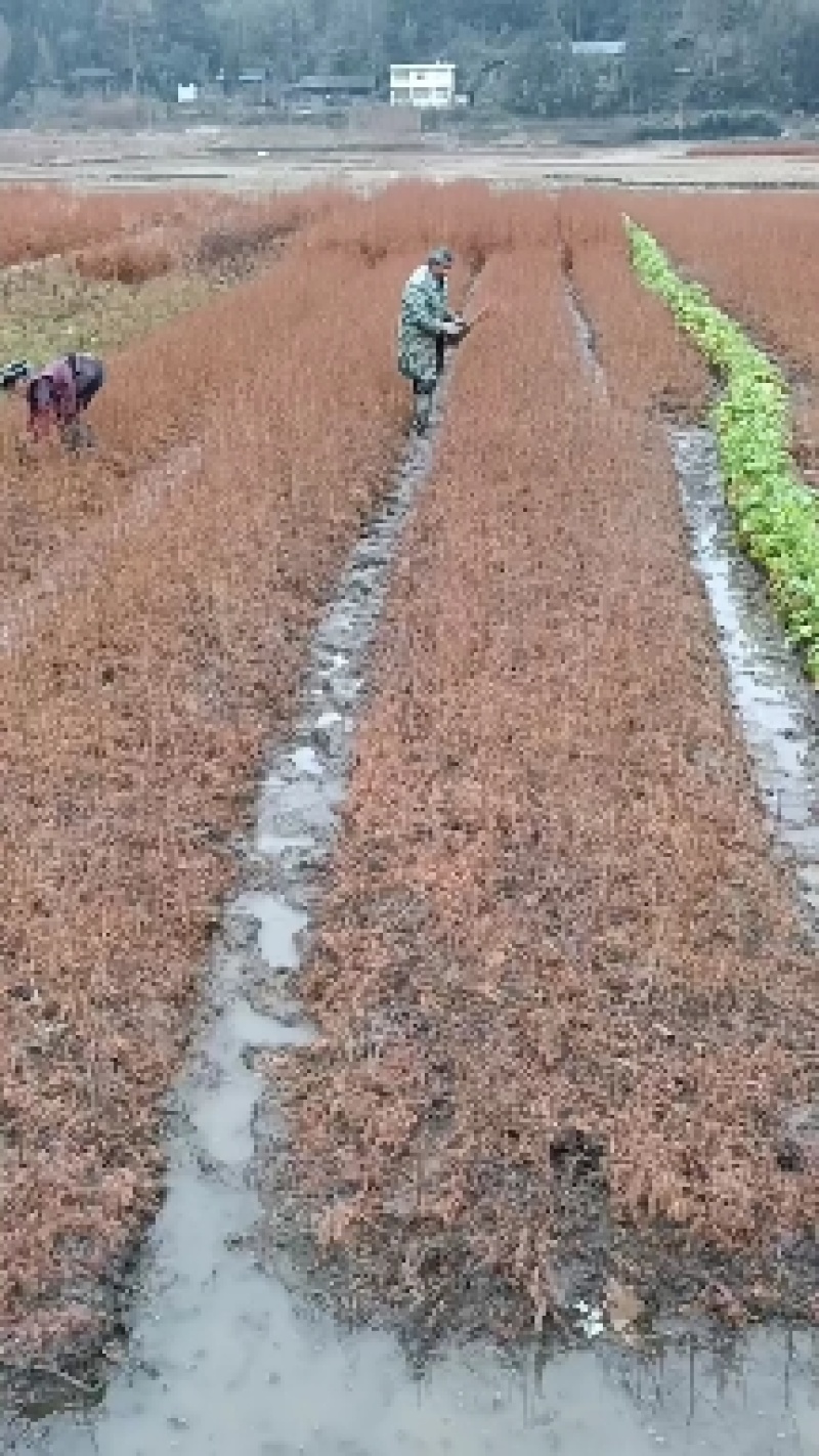 柏树耐寒成活率高，一手货源，大量出售，欢迎新老客户。