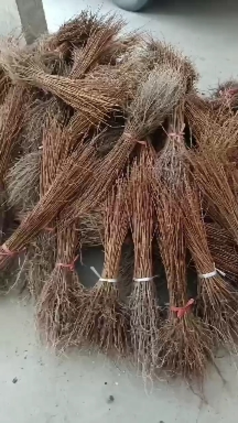 柏树耐寒成活率高，一手货源，大量出售，欢迎新老客户。