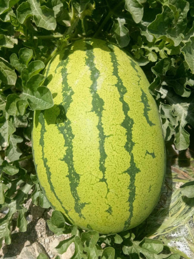 自根西瓜苗，龙卷风，瓜多宝，等西瓜品种，基地专发，抗病毒