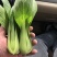 上海青油菜一手货源万亩基地直销欢迎您的光临