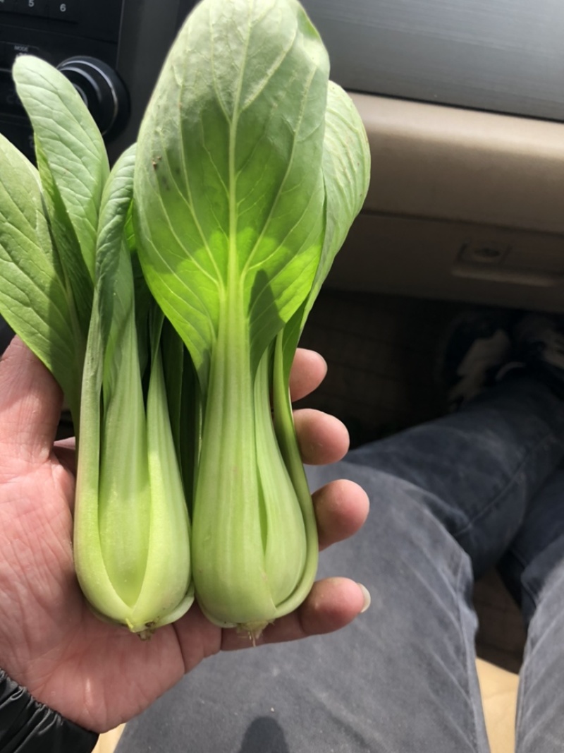 上海青油菜一手货源万亩基地直销欢迎您的光临