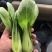 上海青油菜一手货源万亩基地直销欢迎您的光临