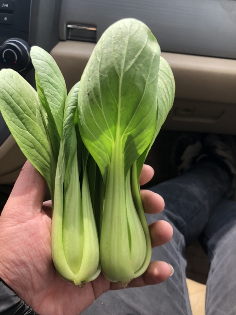 上海青油菜一手货源万亩基地直销欢迎您的光临