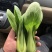 上海青油菜一手货源万亩基地直销欢迎您的光临