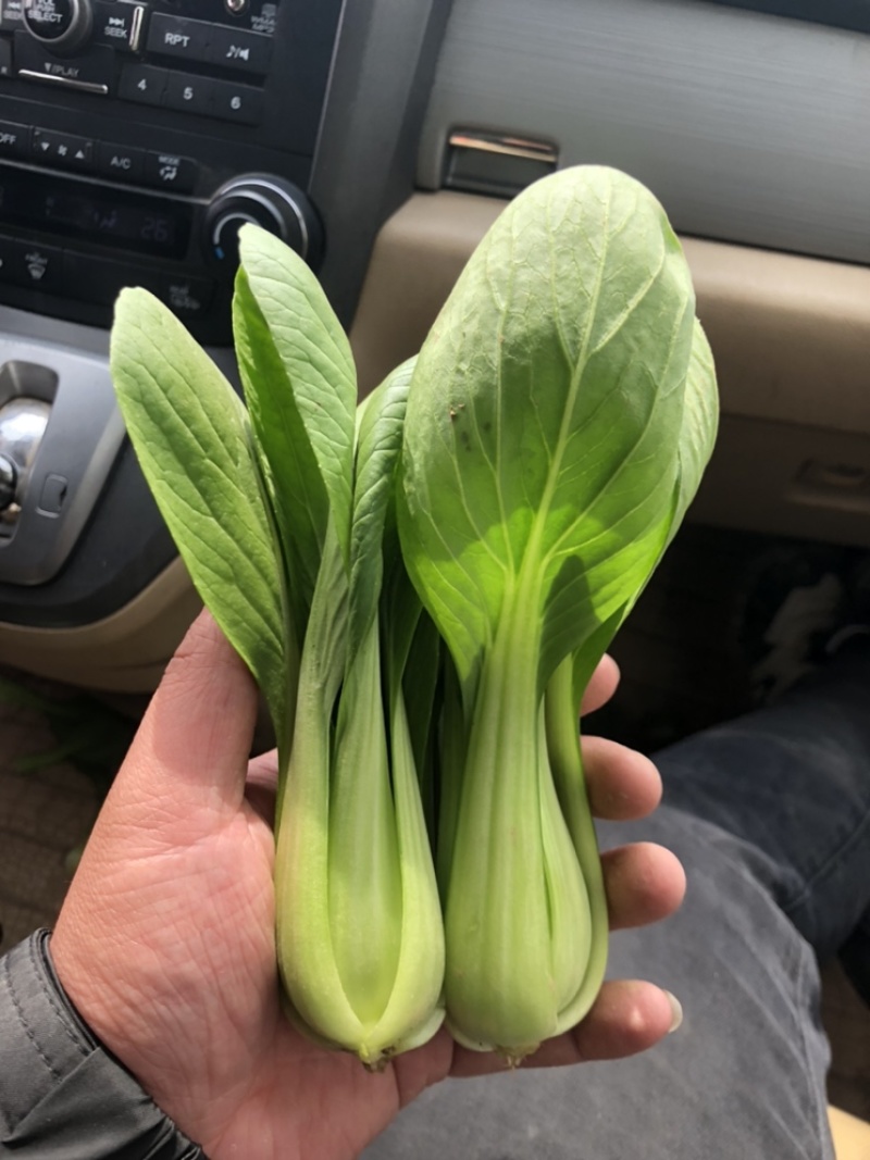 上海青油菜一手货源万亩基地直销欢迎您的光临