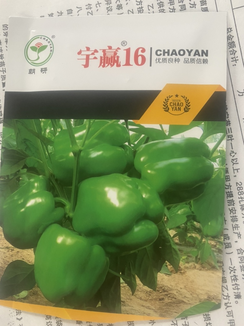 圆椒苗，本品种适宜生长温度为15-32度。抗病性好。
