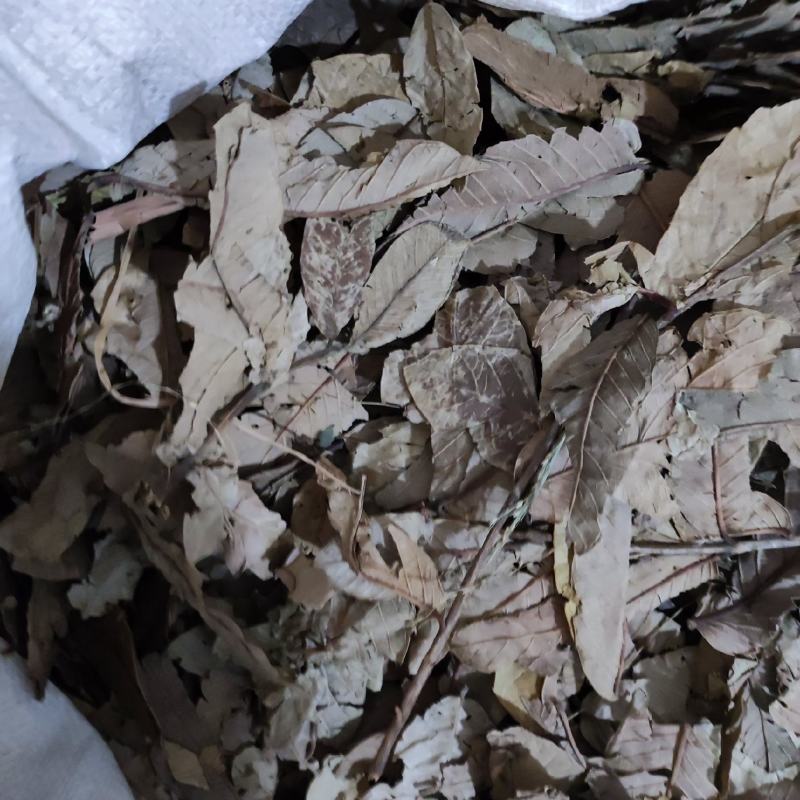 番石榴叶产地货货很好质量优需要请下单支持代发