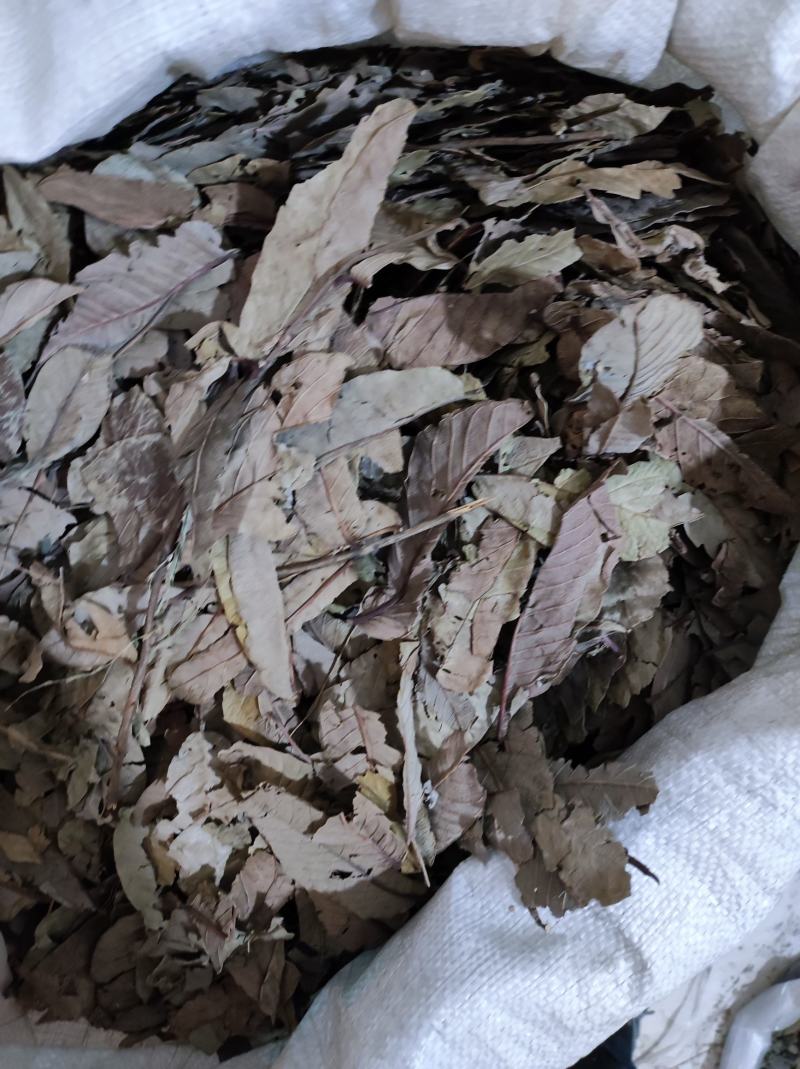 番石榴叶产地货货很好质量优需要请下单支持代发