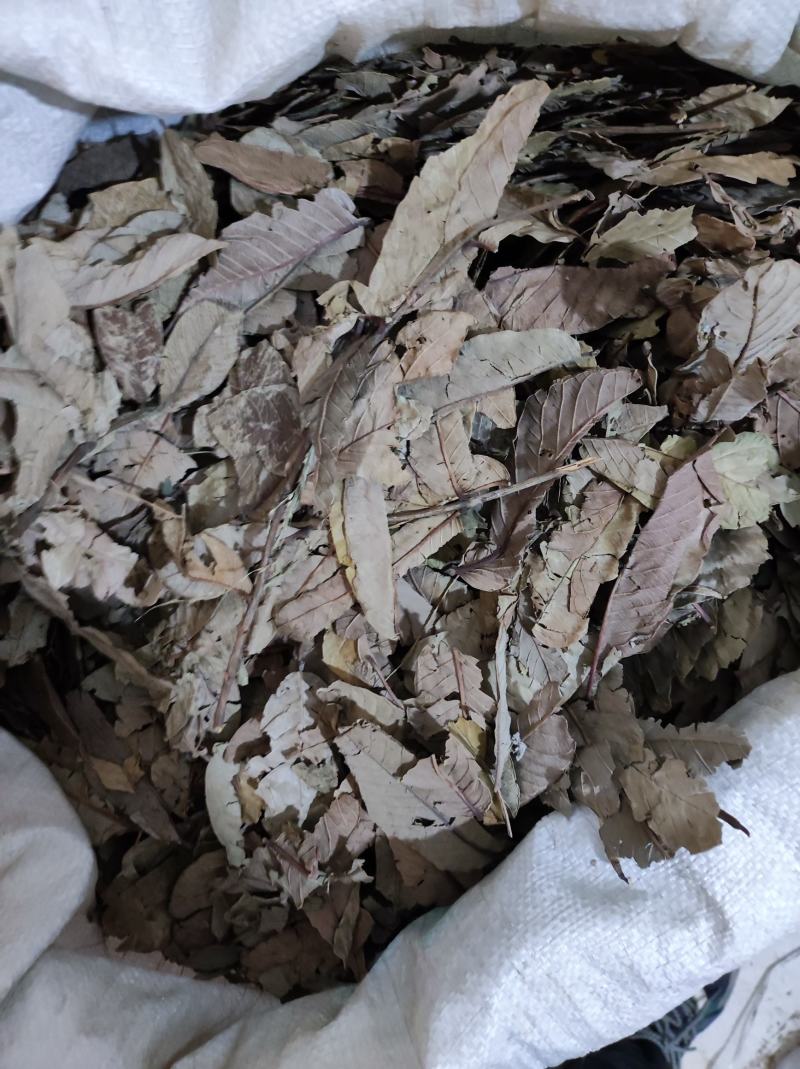 番石榴叶产地货货很好质量优需要请下单支持代发