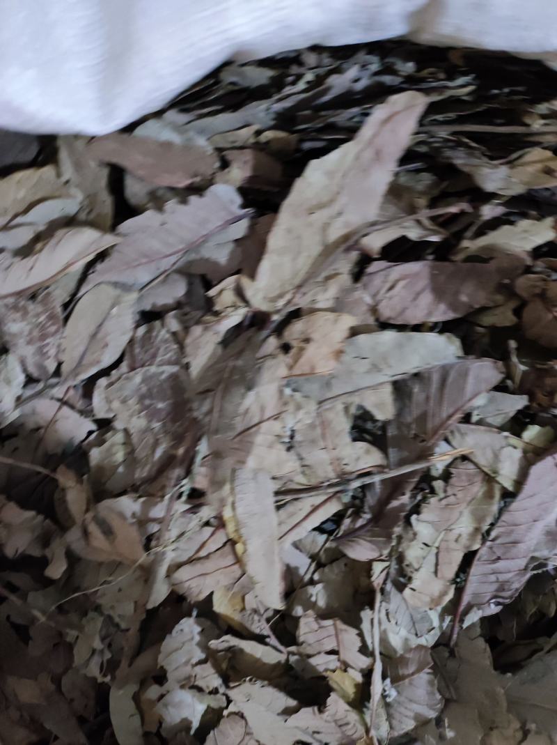 番石榴叶产地货货很好质量优需要请下单支持代发