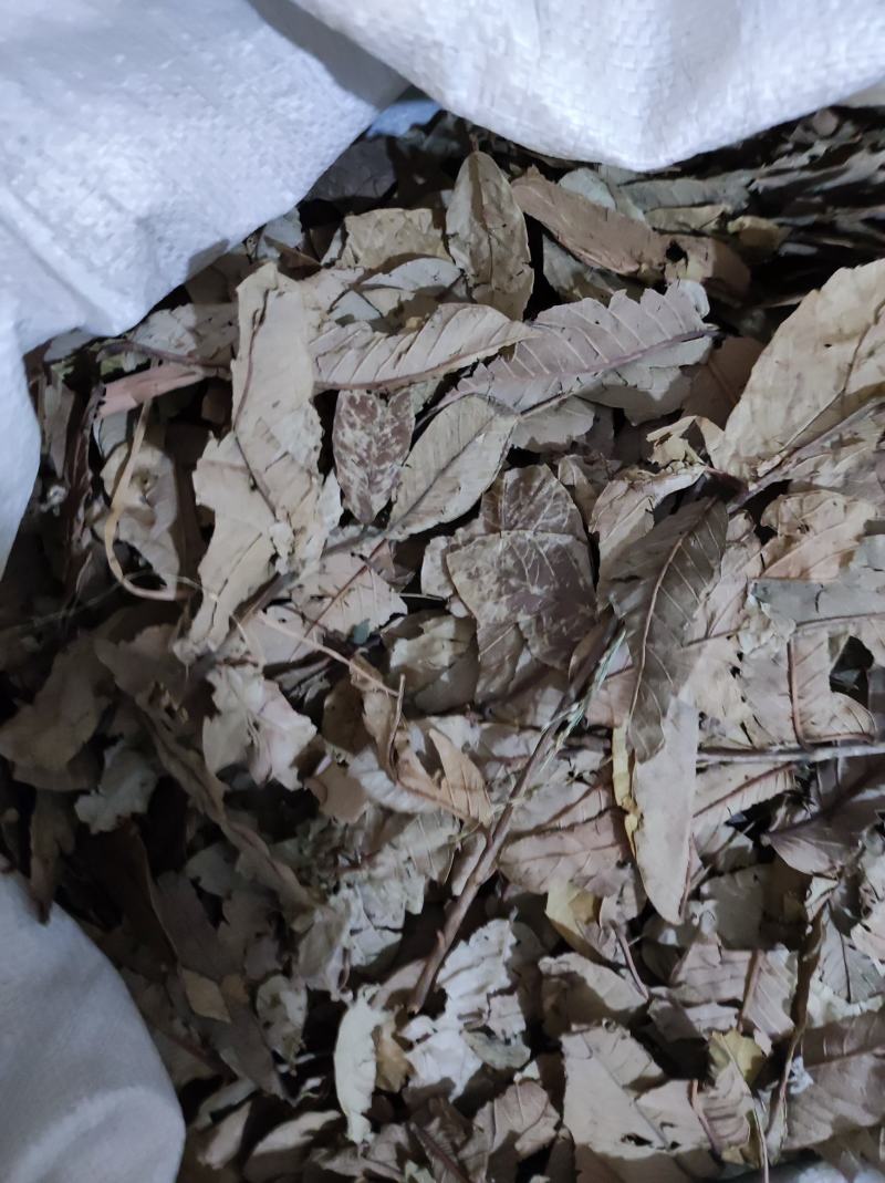 番石榴叶产地货货很好质量优需要请下单支持代发