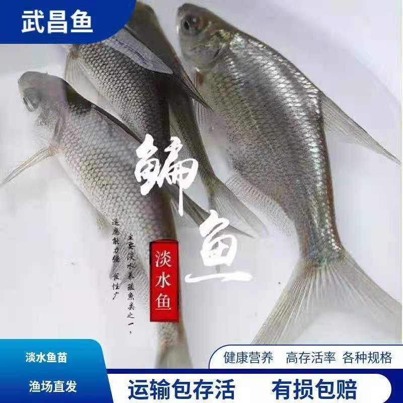 鳊鱼淡水活体鱼苗鳊鱼苗武昌鱼鲂鱼苗长身鳊鱼活体苗