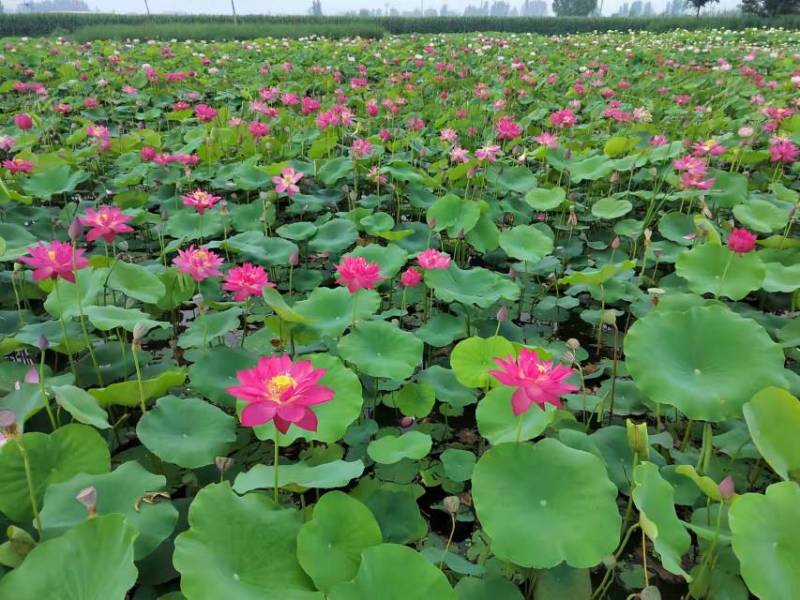 观赏荷花，施工湿地公园，河道种植，具有观赏性价值室内养殖