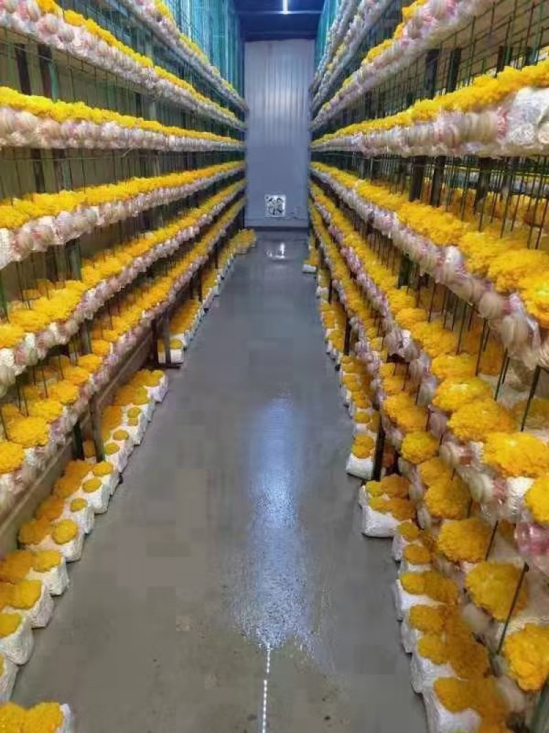 湖北仙桃佳欧生态农业金耳菌种植基地，技术转让，常年回购。