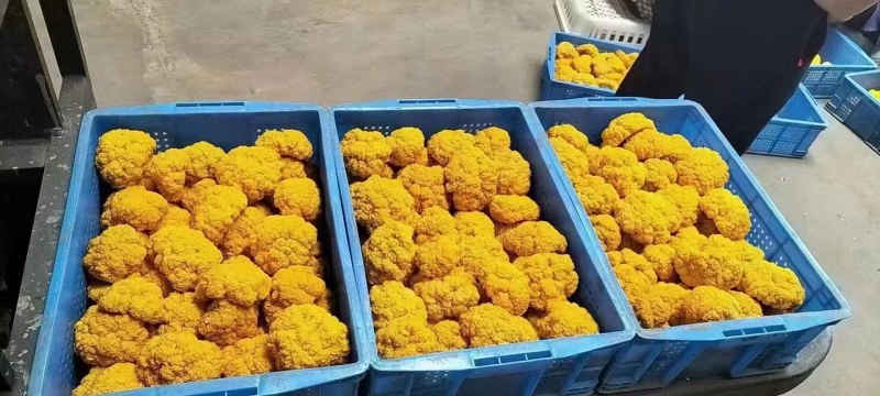 湖北仙桃佳欧生态农业金耳菌种植基地，技术转让，常年回购。