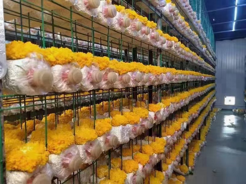 湖北仙桃佳欧生态农业金耳菌种植基地，技术转让，常年回购。