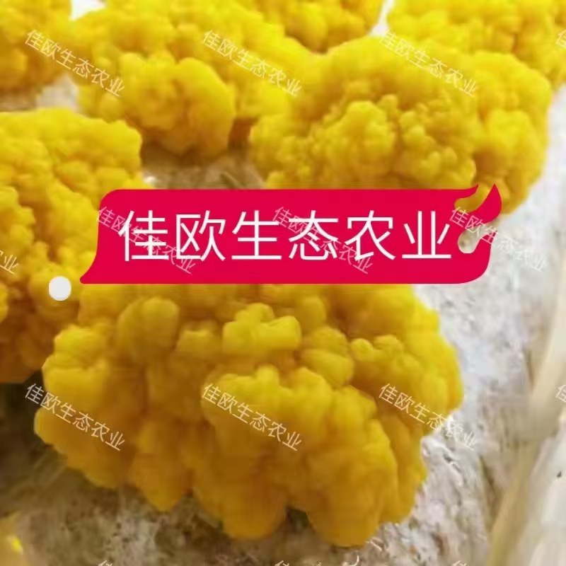 湖北仙桃佳欧生态农业金耳菌种植基地，技术转让，常年回购。