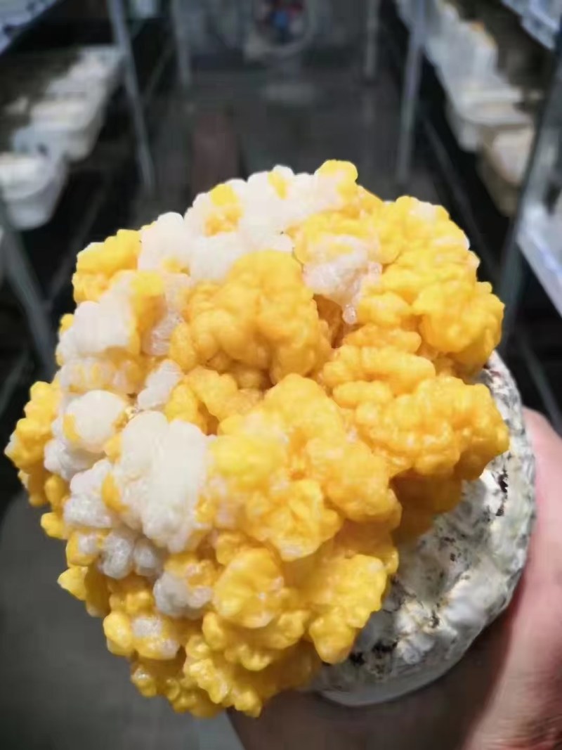 湖北仙桃佳欧生态农业金耳菌种植基地，技术转让，常年回购。