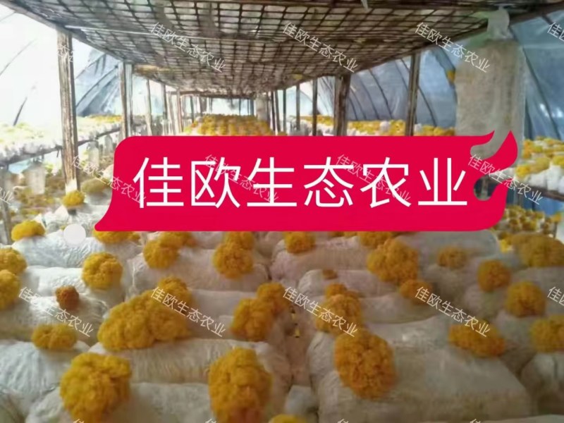 湖北仙桃佳欧生态农业金耳菌种植基地，技术转让，常年回购。