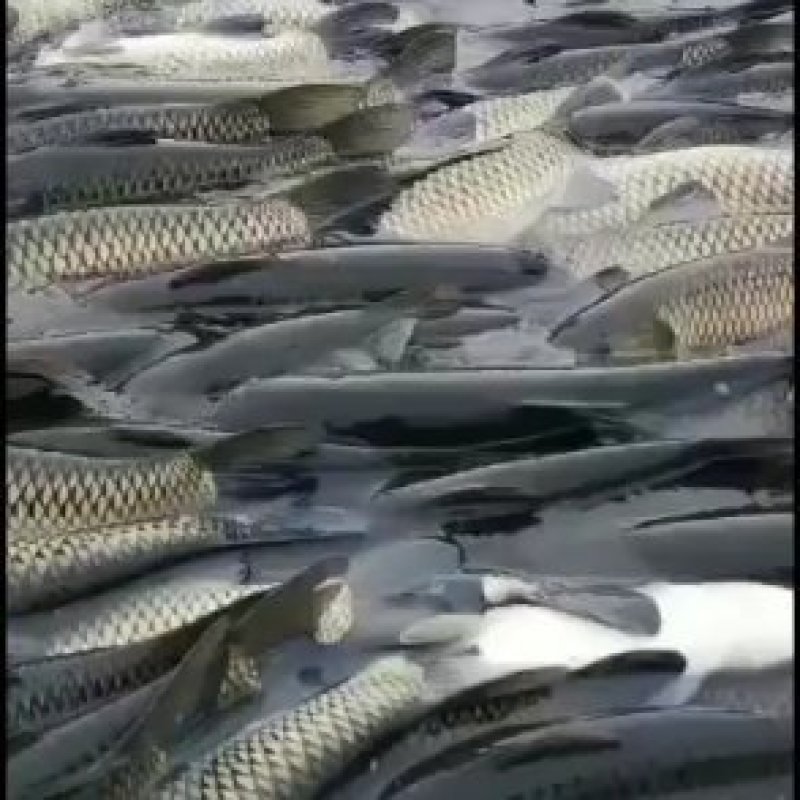 草鱼鱼苗水库草鱼量大可以免费送货提供养殖技术全国发货