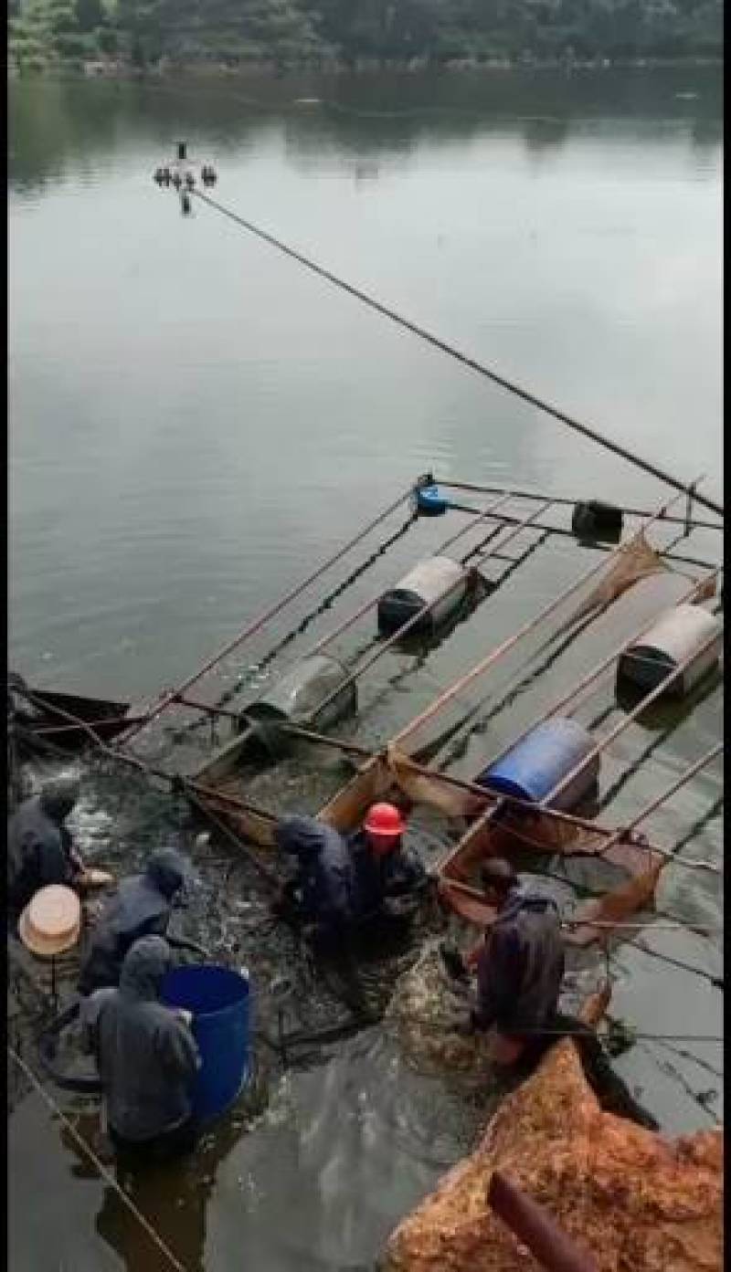 草鱼鱼苗水库草鱼量大可以免费送货提供养殖技术全国发货