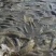草鱼鱼苗水库草鱼量大可以免费送货提供养殖技术全国发货