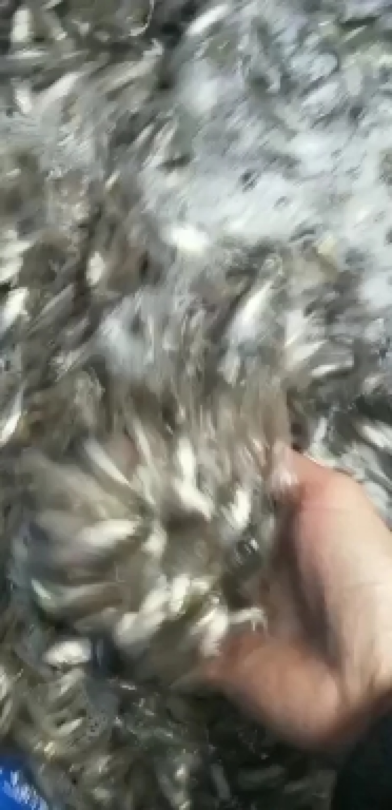 草鱼鱼苗水库草鱼量大可以免费送货提供养殖技术全国发货