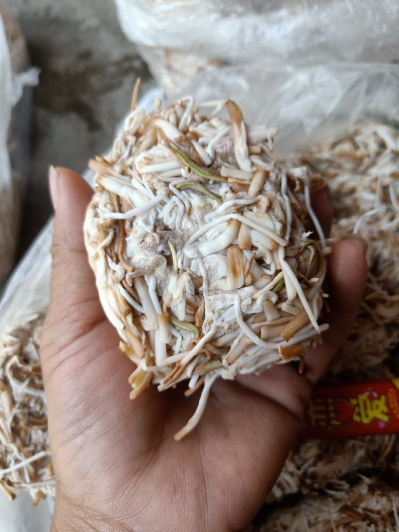 云南普洱野生白花