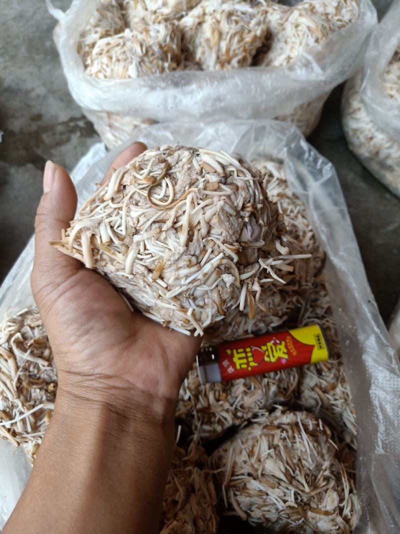 云南普洱野生白花