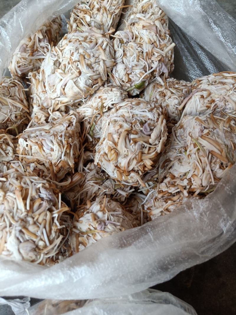 云南普洱野生白花