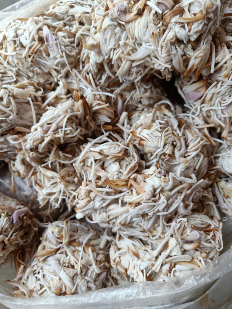 云南普洱野生白花