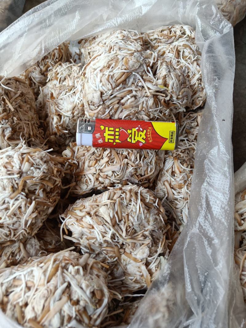 云南普洱野生白花
