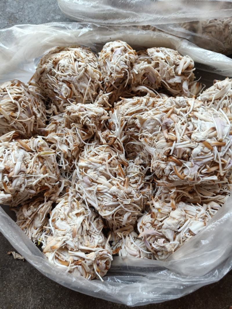 云南普洱野生白花