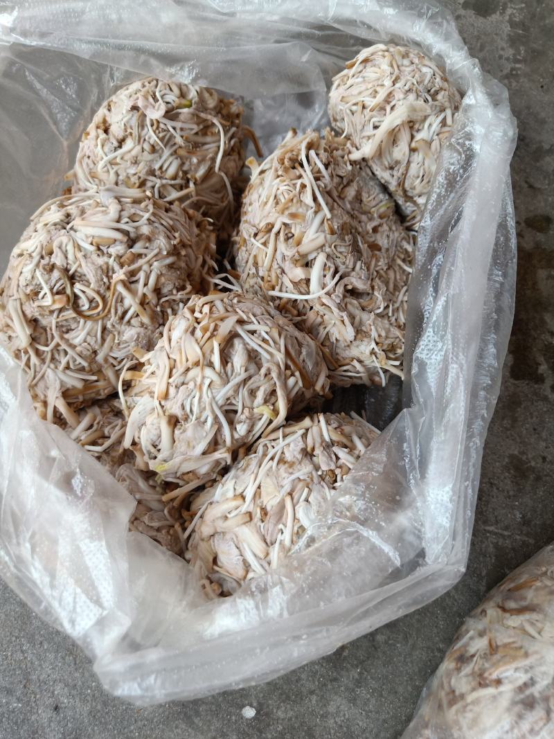 云南普洱野生白花
