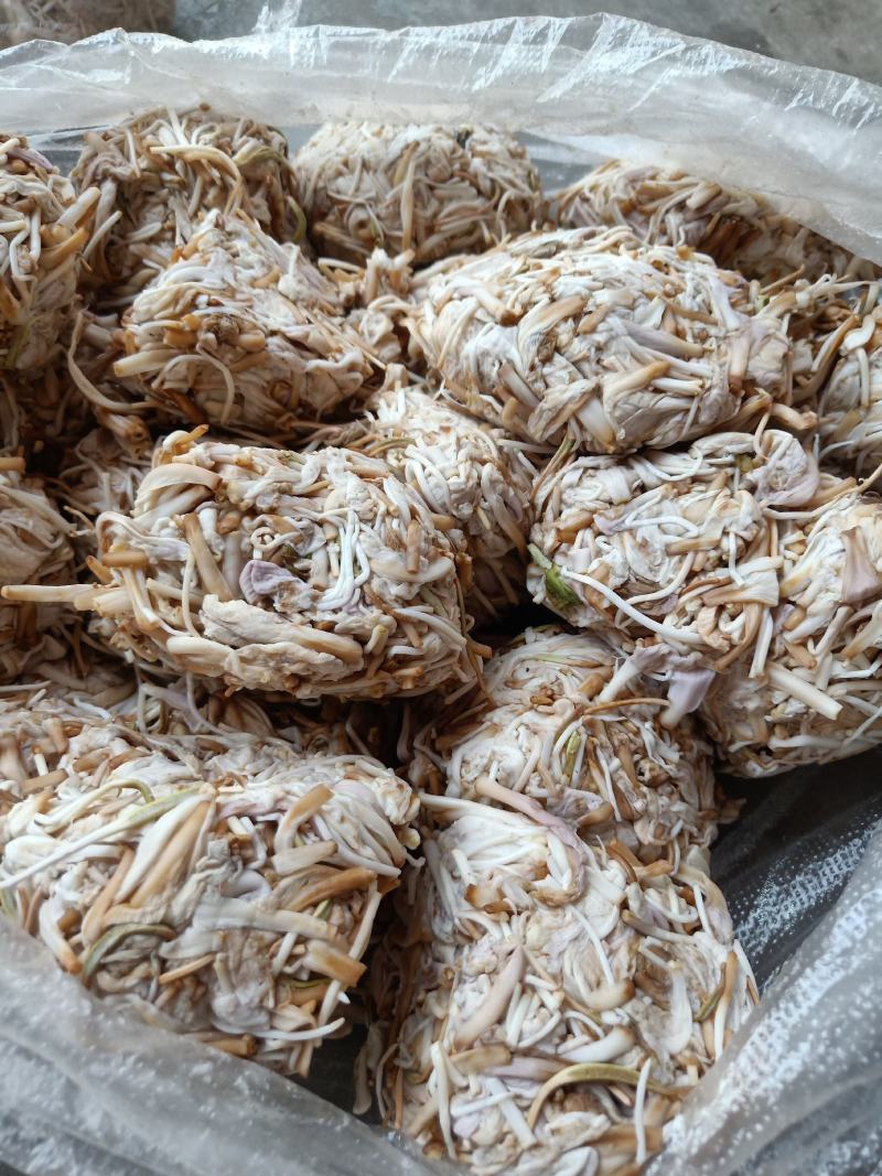 云南普洱野生白花