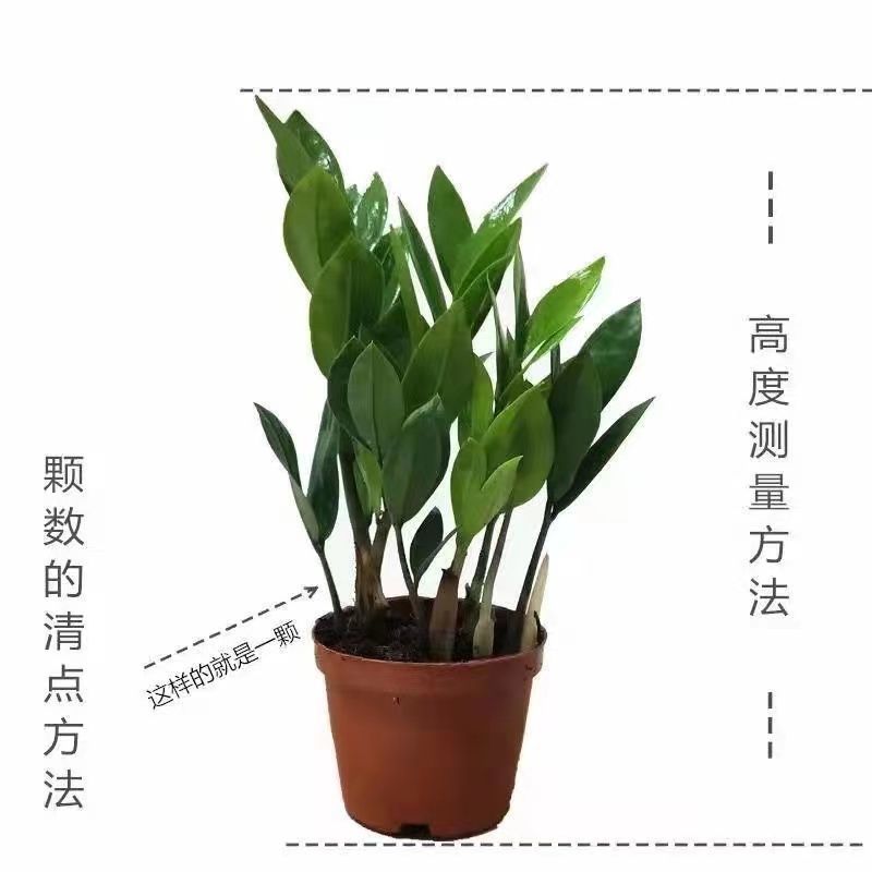 金钱树特价清仓钱串串花室内外植物阳台花卉四季长青植物特色