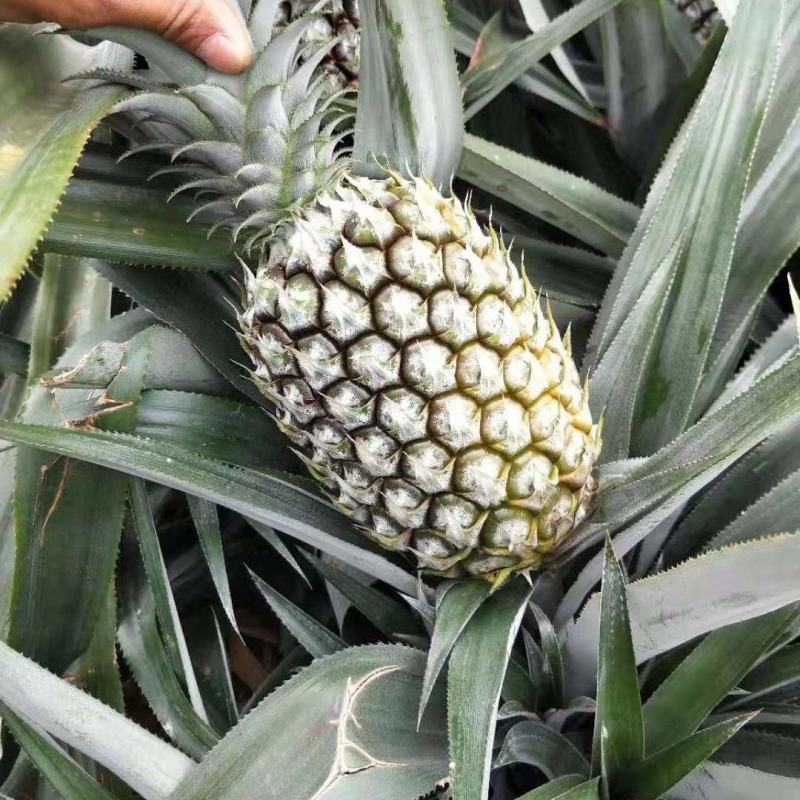 推荐热销云南省河口山地香水小菠萝，电商，及市场货大量供应
