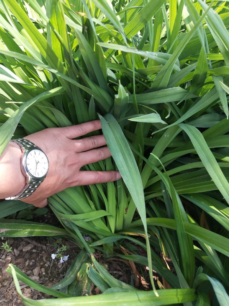 江苏萱草基地大量批发大花萱草，金娃娃萱草