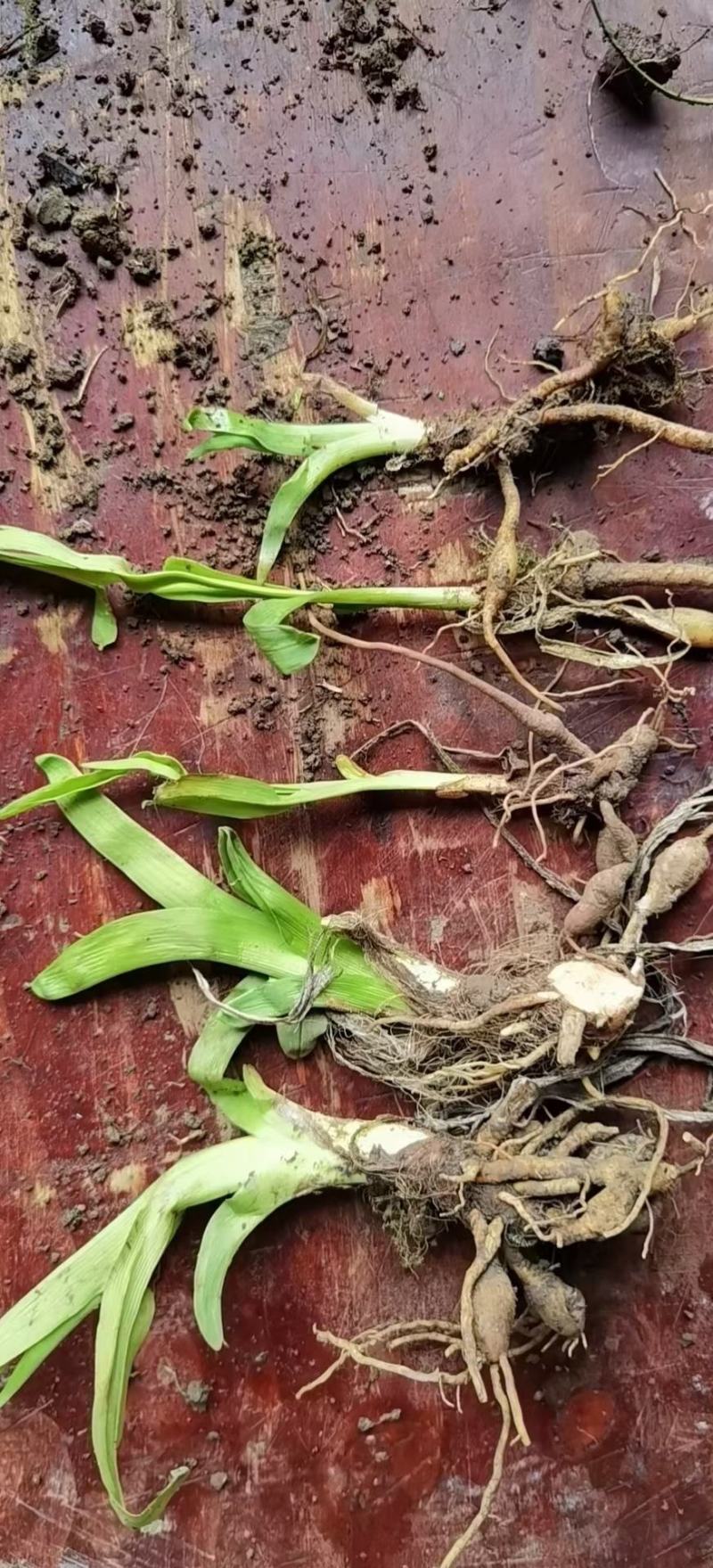 江苏萱草基地大量批发大花萱草，金娃娃萱草