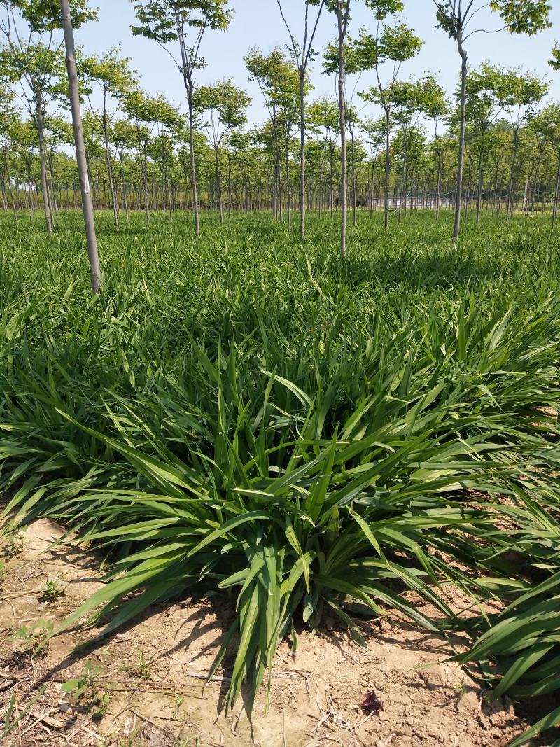 江苏萱草基地大量批发大花萱草，金娃娃萱草