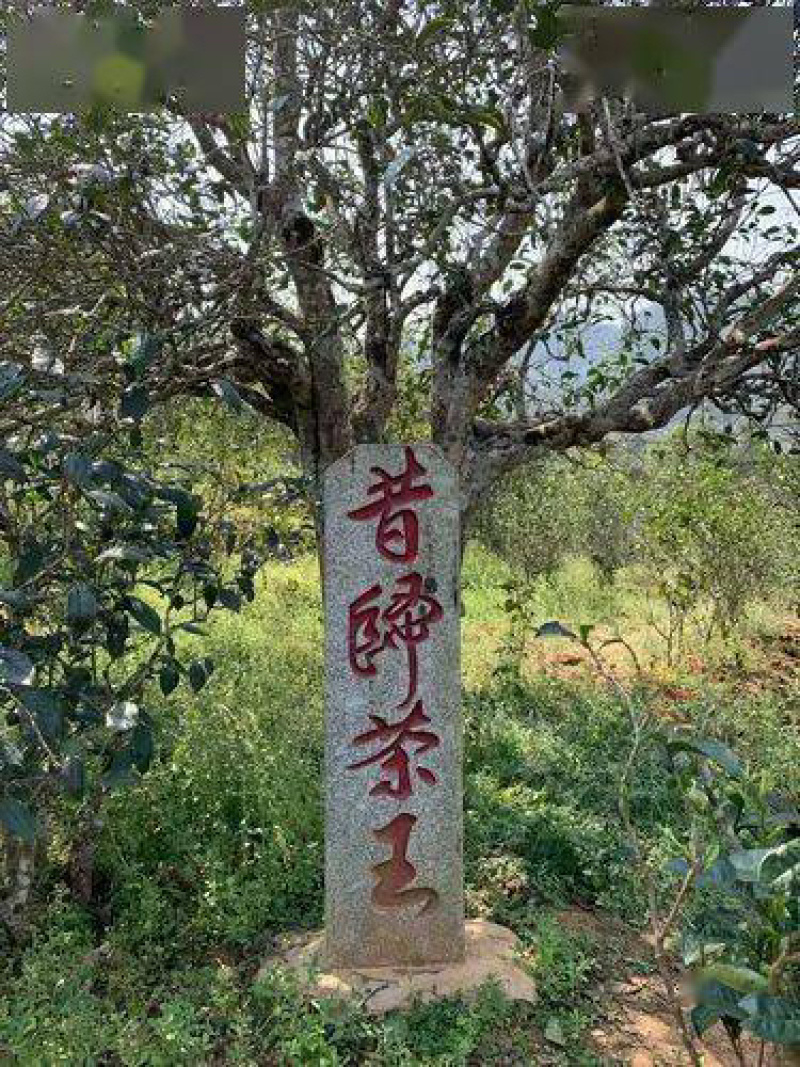云南大白毫