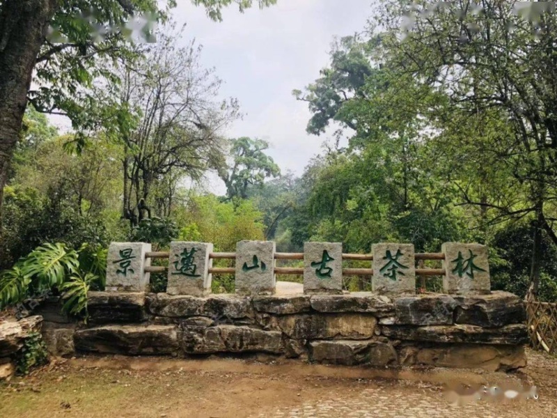 云南大白毫