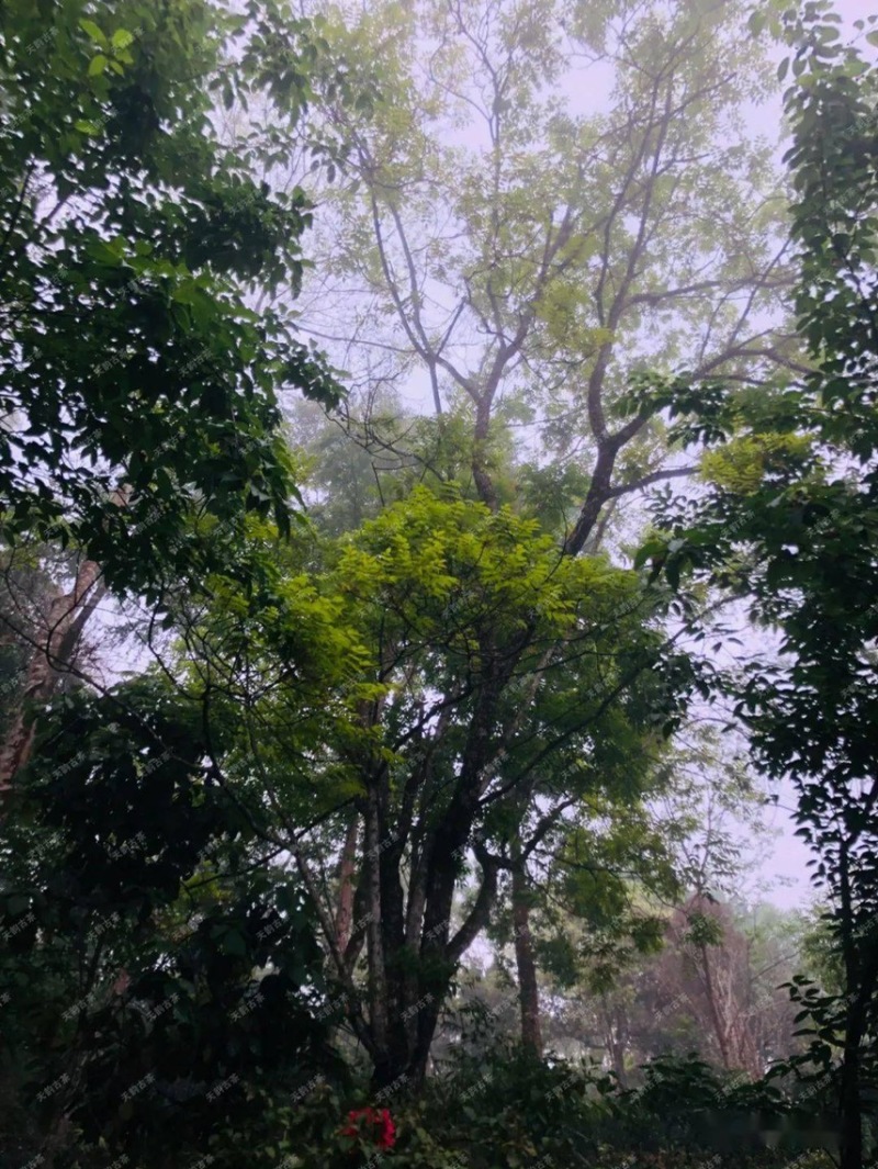 云南大白毫