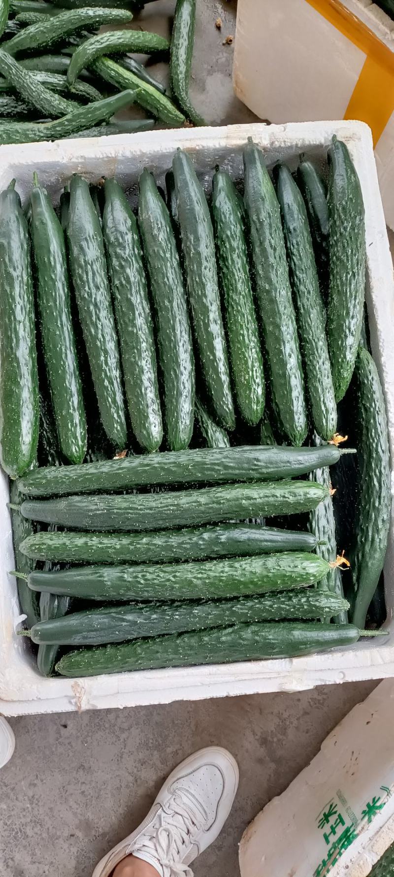 四川夹江（黄瓜）优选品种质量上乘时间长量大