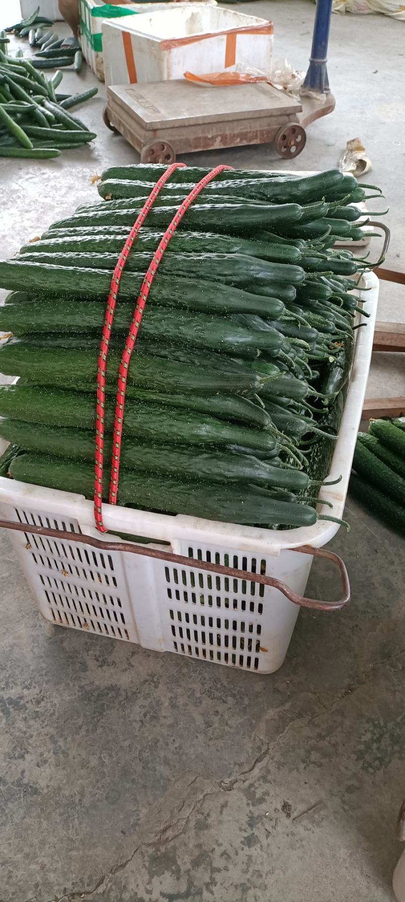四川夹江（黄瓜）优选品种质量上乘时间长量大