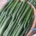 四川夹江（黄瓜）优选品种质量上乘时间长量大