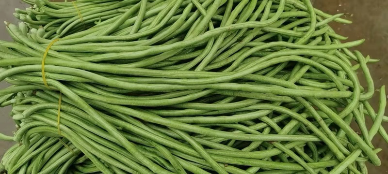 豆角70厘米以上优质代办一条龙服务